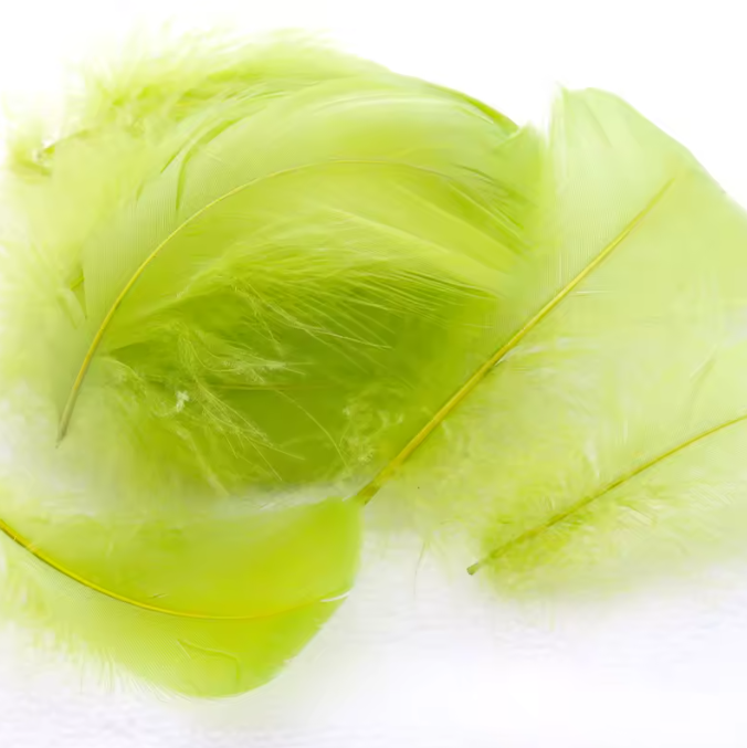 Dyed Feathers